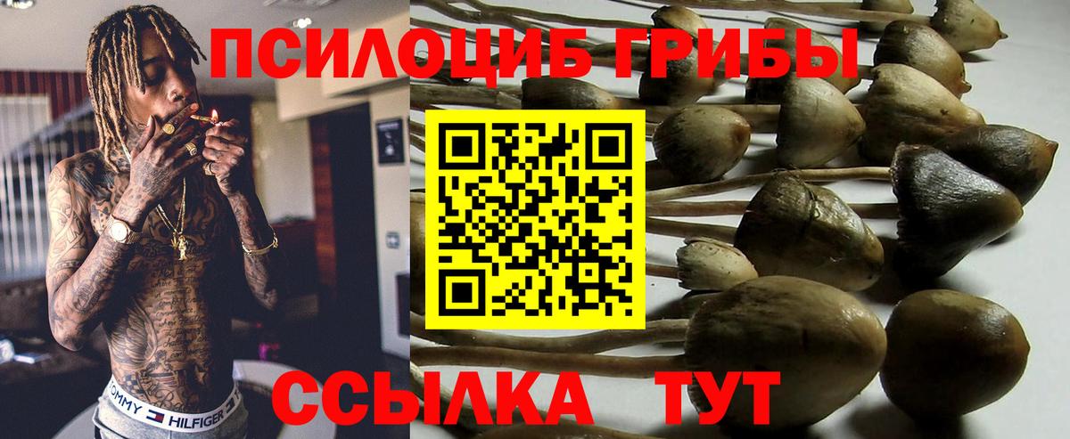 Псилоцибиновые грибы Cubensis Ступино